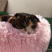 ふかふかお姫様ベッドでくつろぐ