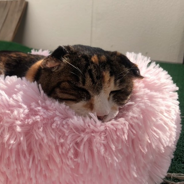 ふかふかお姫様ベッドでくつろぐ