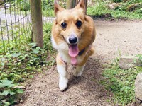 ドッグランで楽しそうに笑みを浮かべるちろるくん（画像提供：ぷにこ というどすこい。さん）