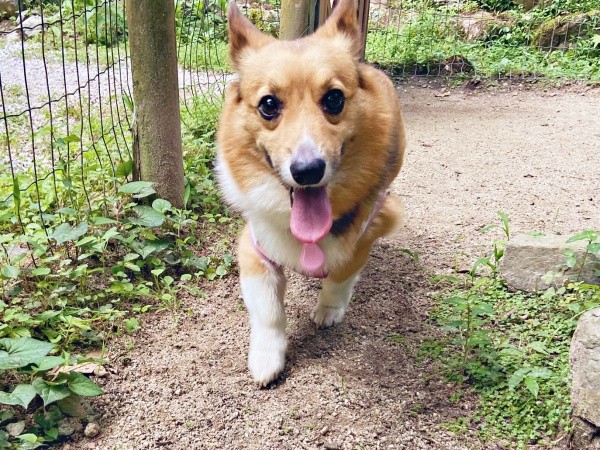 ドッグランで楽しそうに笑みを浮かべるちろるくん（画像提供：ぷにこ というどすこい。さん）