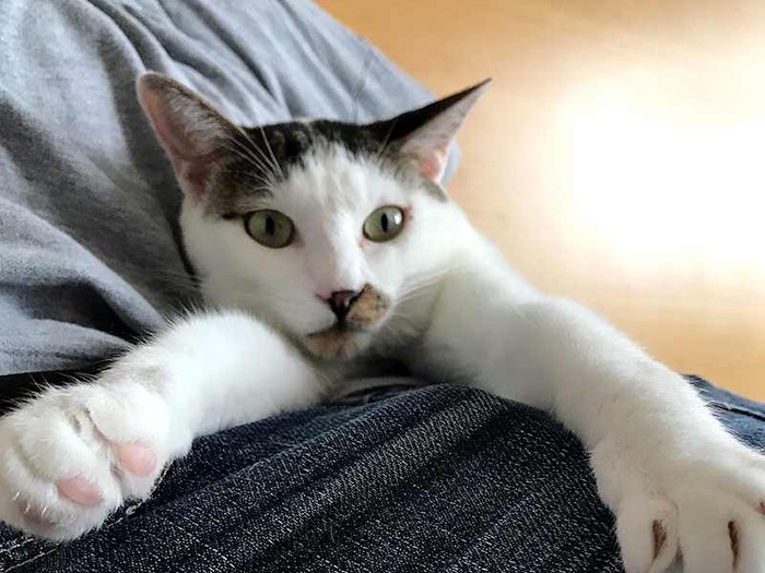 膝の上でリラックス