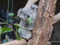 ななみの仔はお彼岸生まれ→ぼた餅から「おもち」（名古屋市東山動植物園提供）