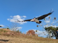 大きな翼を広げて飛び立つアフリカハゲコウ（提供：秋吉台サファリランドさん）