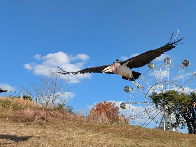 大きな翼を広げて飛び立つアフリカハゲコウ（提供：秋吉台サファリランドさん）