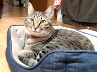 凛々しい表情がかっこいいそらくん（画像提供：車で来た猫そらさん）