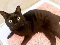 ゴロンと寝そべるすーちゃん（画像提供：すーちゃんさん）