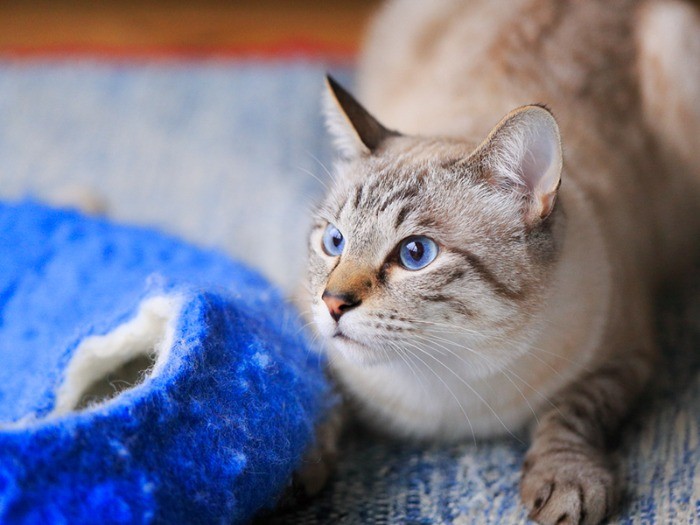 青い瞳には青の同系色が良く合います。