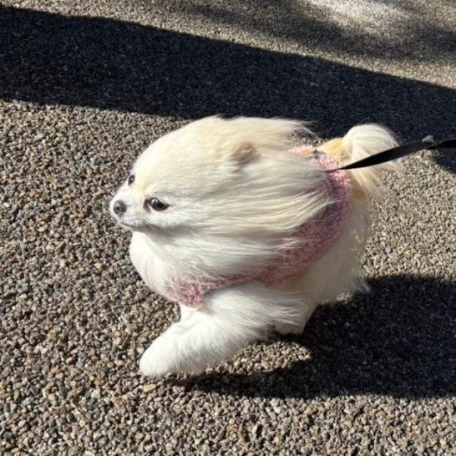 前からの風に吹かれながら走るこめたくん（画像提供：おこめ屋さん）