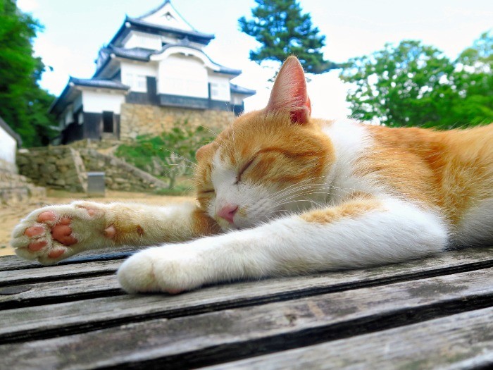 備中松山城でくつろぐ城主のさんじゅーろー＝高梁市観光協会提供撮影