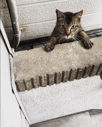 ジロウくん、野良時代＝anko_kinako222さん提供