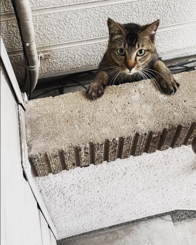 ジロウくん、野良時代＝anko_kinako222さん提供