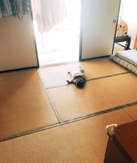 今はない実家。今はいない猫。記憶に残る風景（画像提供：相澤いくえさん）