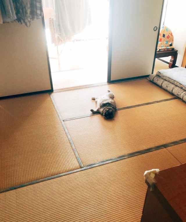 今はない実家。今はいない猫。記憶に残る風景（画像提供：相澤いくえさん）