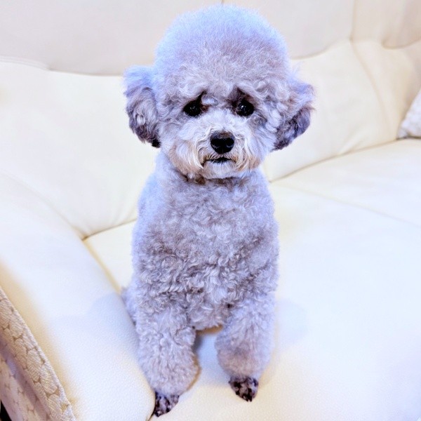 被毛の具合で困り顔になったエマちゃん（画像提供：エマです！さん）