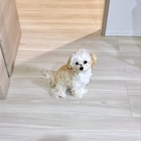 「仕事行っちゃダメ！」 通せんぼするぽてとくん（画像提供：マルプーのぽてとさん）