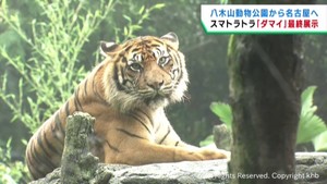 スマトラトラのダマイが名古屋市の動物園にお引っ越し　仙台・八木山動物公園