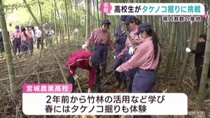 宮城県農業高校の生徒がタケノコ掘りを体験　竹林活用学習の一環