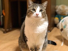 おすましスタイルでじー　前足にハートがあるキジ白「はるさめ」