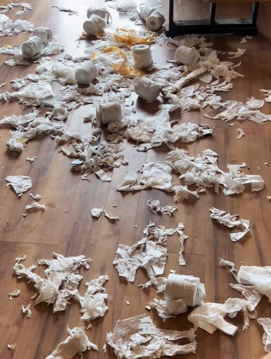 ボロボロ散り散りトイレットペーパーの”海”と化したリビングが話題に(阿部さん提供、Instagramよりキャプチャ撮影)