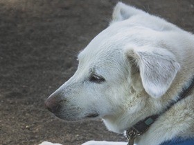 高齢の犬の性格が変化　認知症かも知れません