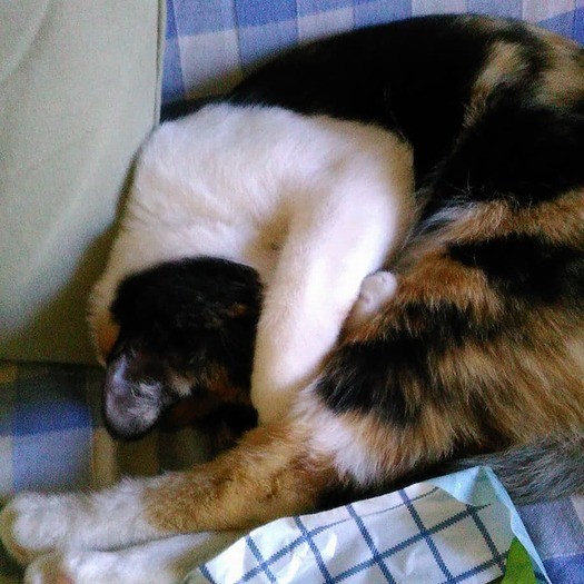 にゃんとも幸せな毎日です