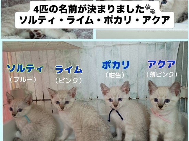 名前は「ソルティ」「ライム」「ポカリ」「アクア」…見分けがつかない！（「伊賀の猫好きおばさんSAI」さん提供、Instagramよりキャプチャ撮影）