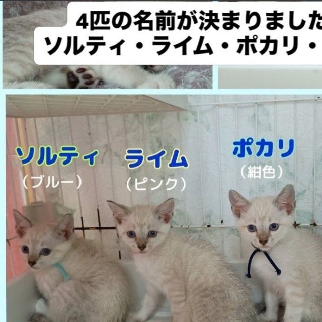 名前は「ソルティ」「ライム」「ポカリ」「アクア」…見分けがつかない！（「伊賀の猫好きおばさんSAI」さん提供、Instagramよりキャプチャ撮影）