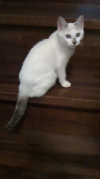 階段上で佇む先代猫・ももちゃん（画像提供：らいらいももさん）