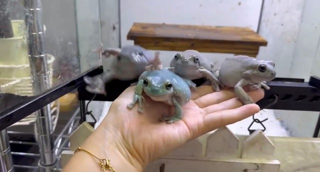 我先にとぴよさんの手にのぼってきます