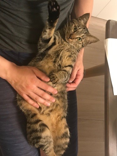 石川さんのひざに乗るゆず「仕事の邪魔しても怒れにゃいでしょ？」（石川さん提供）