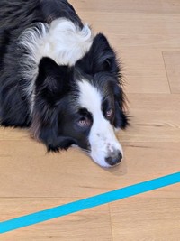 キッチン前でピタリ！ テープの先には入らないルークくん（画像提供：ボーダーのルークさん）