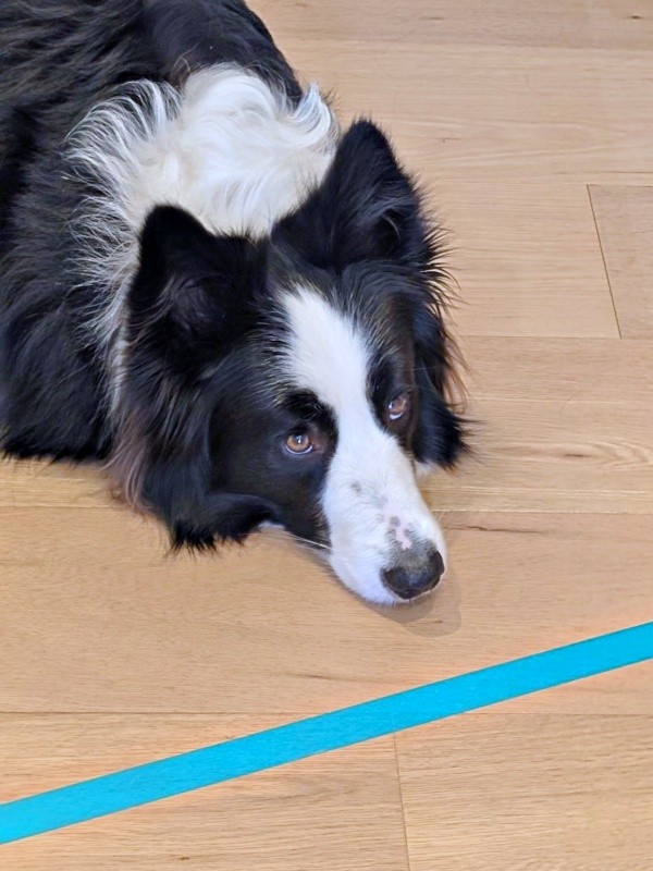 キッチン前でピタリ！ テープの先には入らないルークくん（画像提供：ボーダーのルークさん）