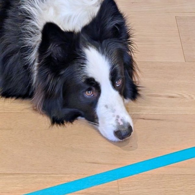 キッチン前でピタリ！ テープの先には入らないルークくん（画像提供：ボーダーのルークさん）