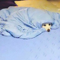 犬をダメにするひんやり寝具⁉︎（画像提供：くーさんママさん @kukuri_shibainu）