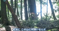 次々と罠にかかるシカを捕獲。この日は前日に仕掛けた16個の罠で9頭も捕獲した／茸本朗さん（@hunter.takemoto）提供
