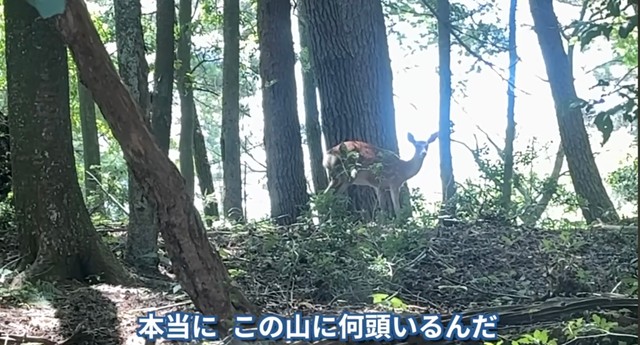 次々と罠にかかるシカを捕獲。この日は前日に仕掛けた16個の罠で9頭も捕獲した／茸本朗さん（@hunter.takemoto）提供