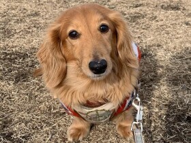 目の見えない同居犬の面倒を見ようと奮闘する　ミニチュアダックス「コタロー」