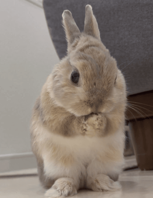 毛づくろい前、手をきれいにするもかくん（提供：うさぎのもかさん）