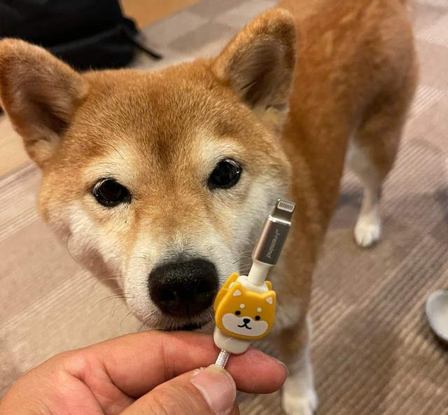 これぞ究極の帰宅拒否 雪で遊びたがる柴犬 鼻を杭のように使うとは ほ とせなnews