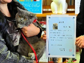 公募ねこ館長にブリティッシュショートヘアの「むぎ」就任