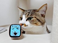 キャットタワーの穴から顔をのぞかせるそぼろくん（画像提供：おかかとそぼろの成長記録さん）