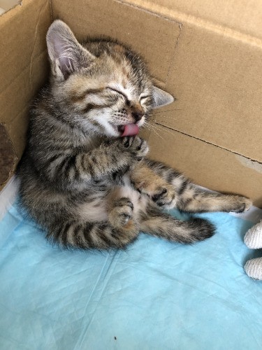 店内に段ボールの個室をもらう（ただのびようしつ提供）