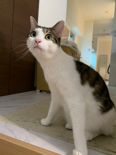 遊び好きな桃太郎。今年の春、浦太郎の元気がなくなり「なんでいつもみたいに追いかけてこないの？」と思ったようです（うえみさん提供）