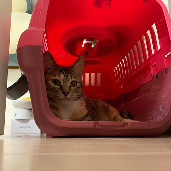 今年１月25日、家に連れてきた時のおとちゃん（ニイノちゃん提供）