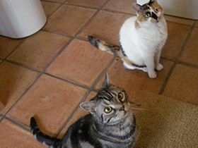 猫はとても寂しがり屋　心を守るキャットシッターさん