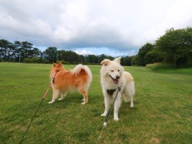 彼らがいるから頑張れる　犬は本当の「心の友」ではないだろうか