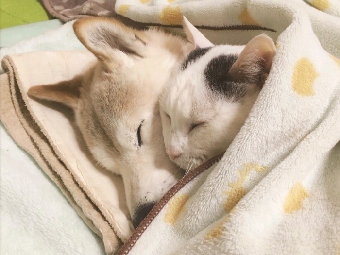 くぅのぬくもりがいちばんの眠り薬　（辰巳出版　提供）