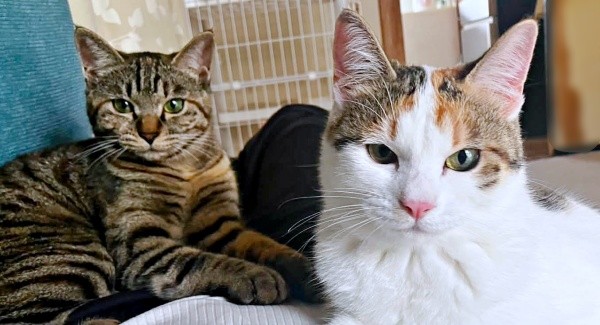 そろって飼い主さんを見つめる（左から）ビビちゃん、チャチャちゃん（画像提供：KANAKO OGATAさん）