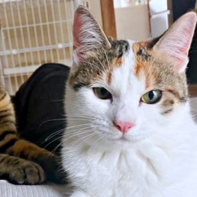 そろって飼い主さんを見つめる（左から）ビビちゃん、チャチャちゃん（画像提供：KANAKO OGATAさん）