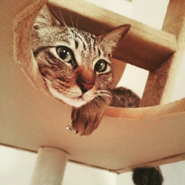 まったりくつろぐとら吉くん＝smooch.0518xoxoさん提供